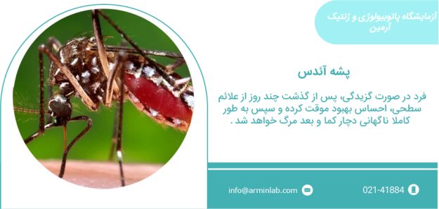 پشه آئدس تب دنگی پشه هرموزگان پشه آئدس