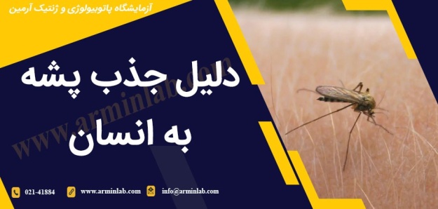 دلیل جذب پشه به انسان