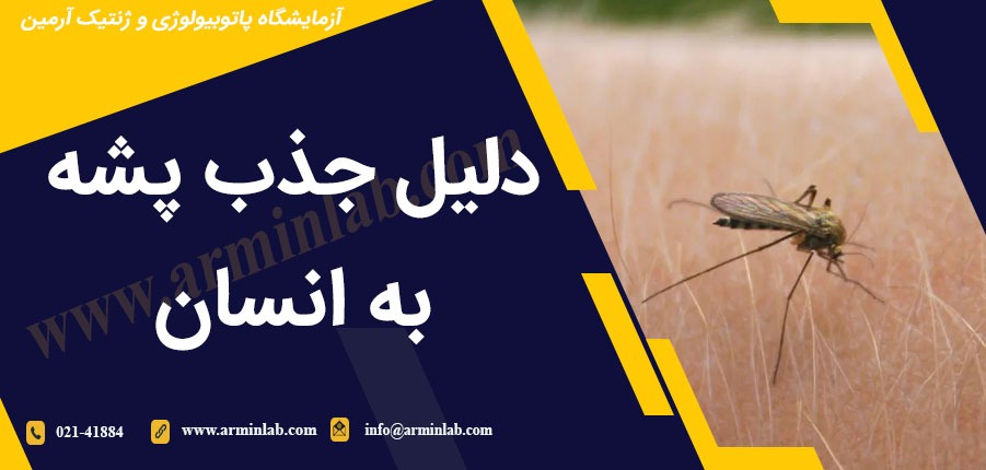 دلیل جذب پشه به انسان