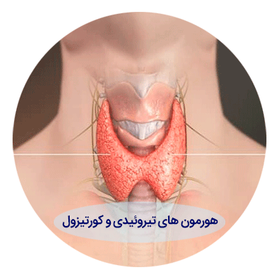 هورمون-های-تیروئیدی-و-کو1رتیزول هورمون های تیروئید و کورتیزول