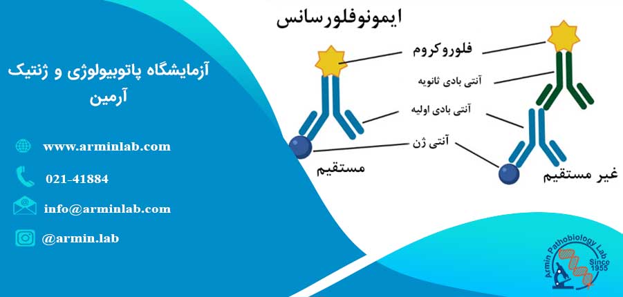 ایمونوفلورسانس (IFA) چیست؟
