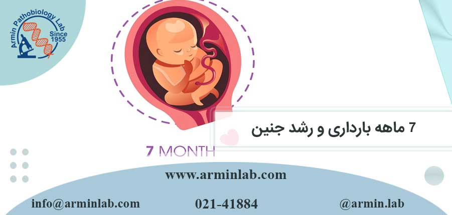 7 ماهه بارداری و رشد جنین