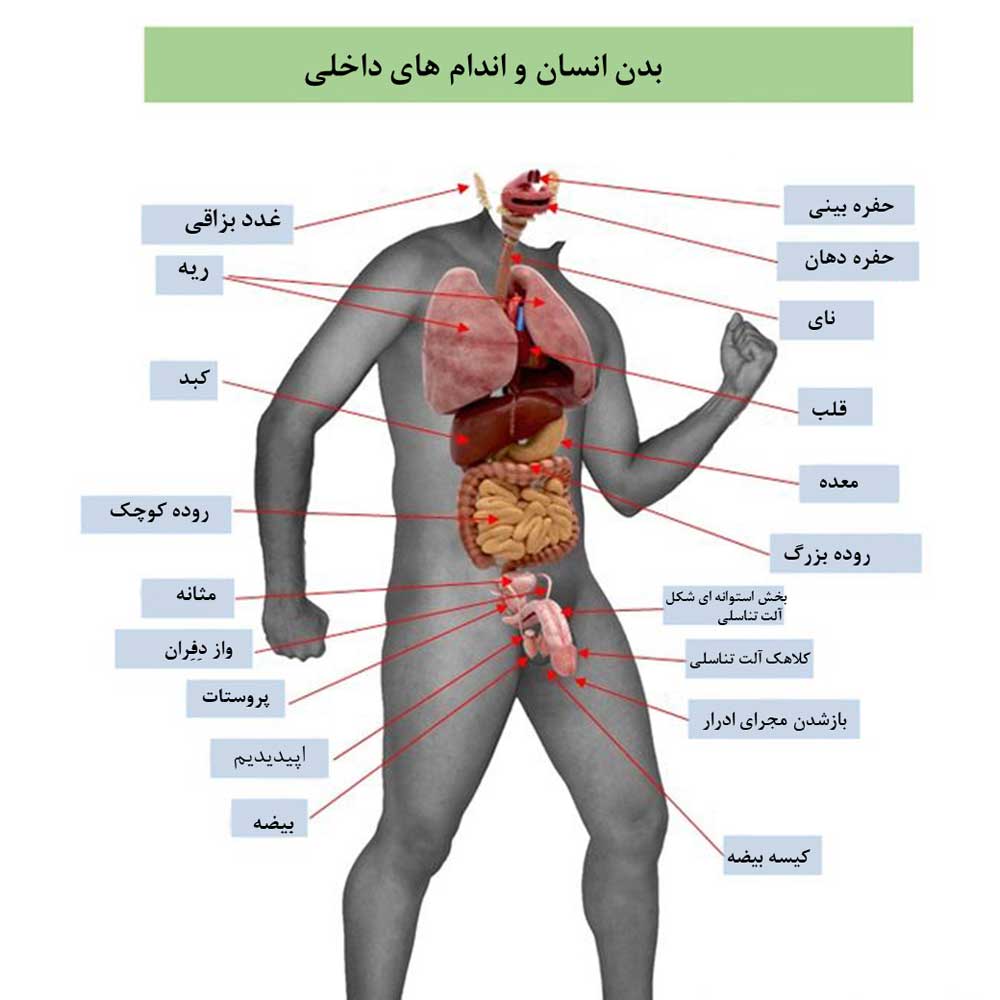 بدن انسان و اندام های داخلی