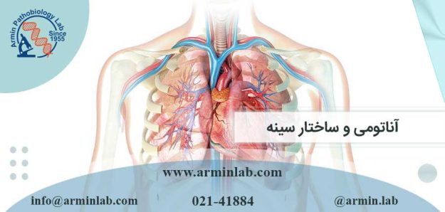 آناتومی و ساختار سینه