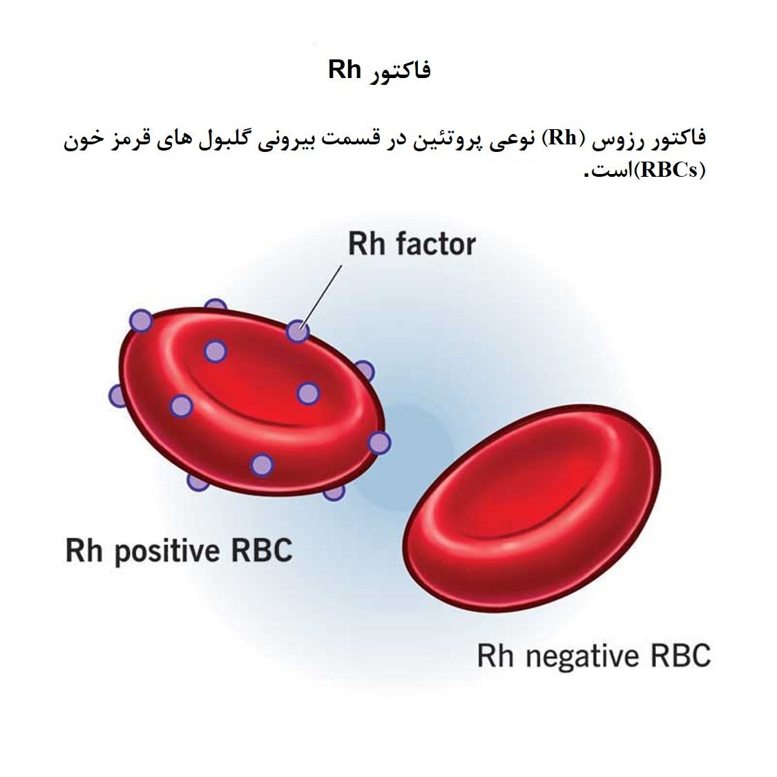 فاکتور Rh 