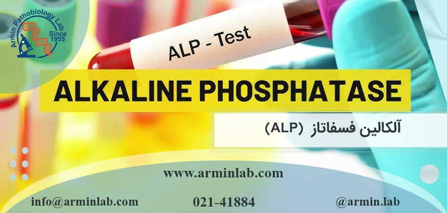 آلکالین فسفاتاز (ALP)