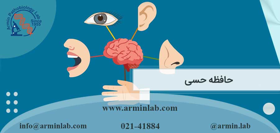 حافظه-حسی-arminlab1 حافظه حسی