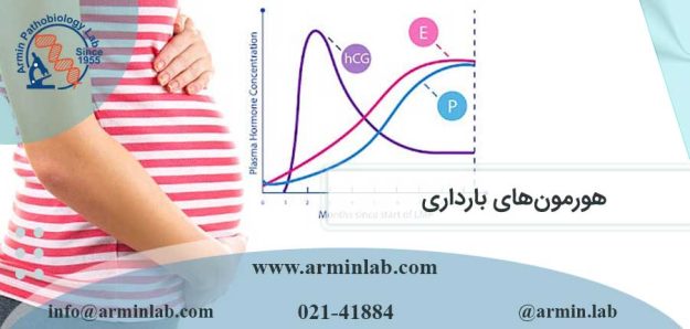 هورمون های بارداری