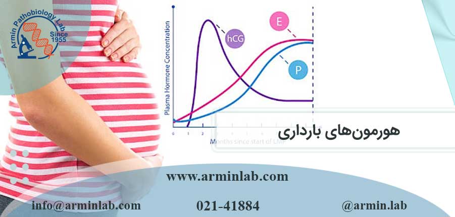 هورمون های بارداری