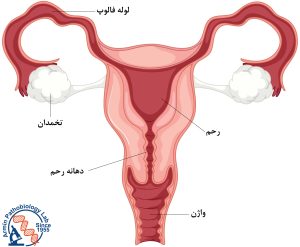 آناتومی رحم در بارداری و زایمان 