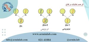 آنیوپلوئیدی چیست؟