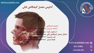 اختلالات مفصل گیجگاهی فکی (TMJ)