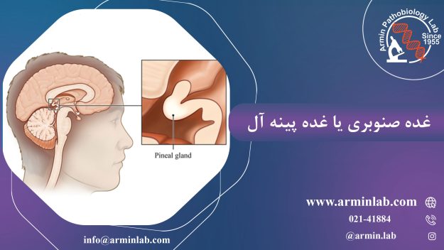 غده-صنوبری-یا-غده-پینه-آلarminlab1 غده صنوبری یا غده پینه آل