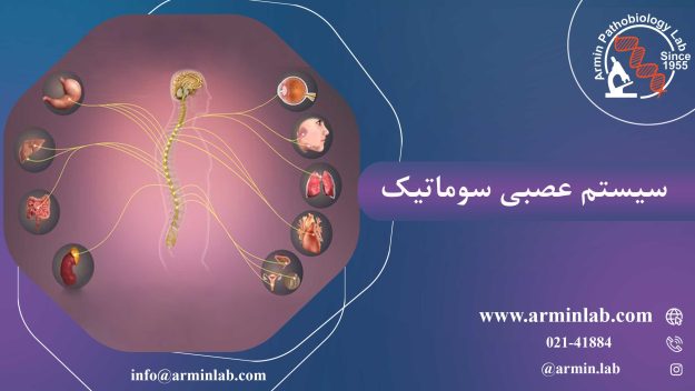 سیستم-عصبی-سوماتیکarminlab1 سیستم عصبی سوماتیک