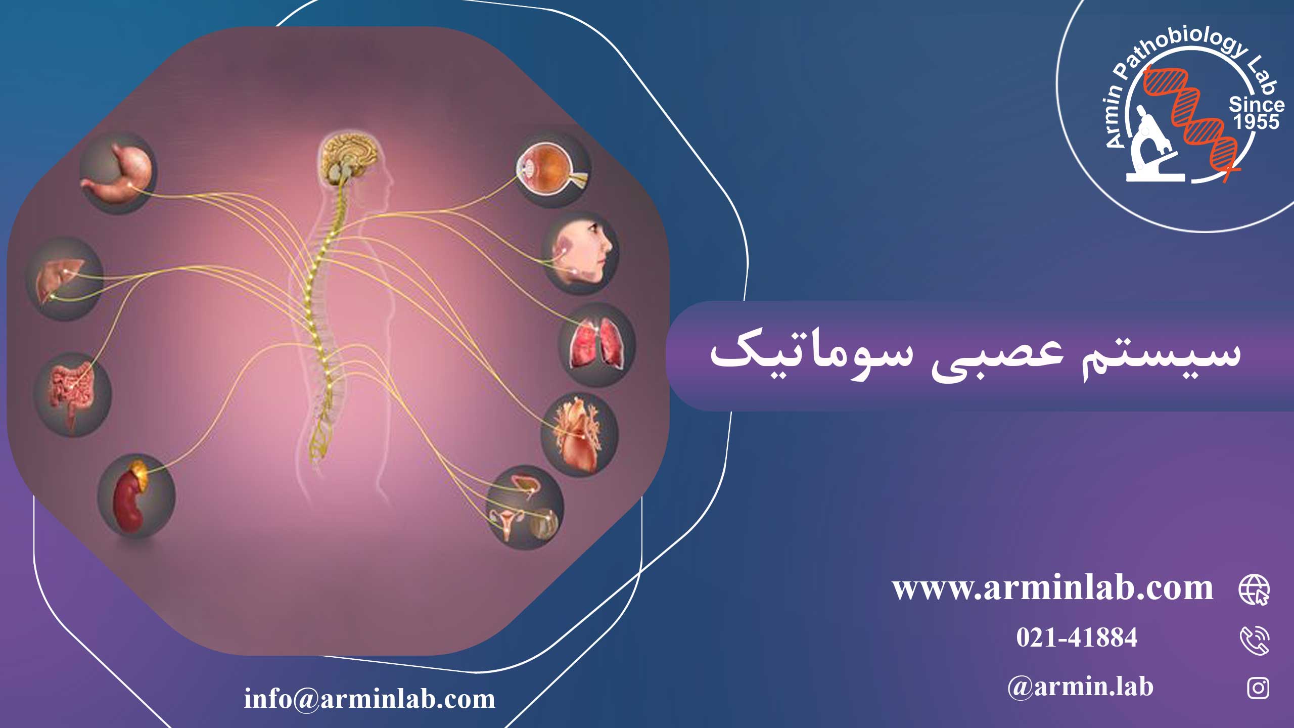 سیستم-عصبی-سوماتیکarminlab1 سیستم عصبی سوماتیک