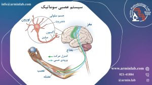 سیستم عصبی سوماتیک