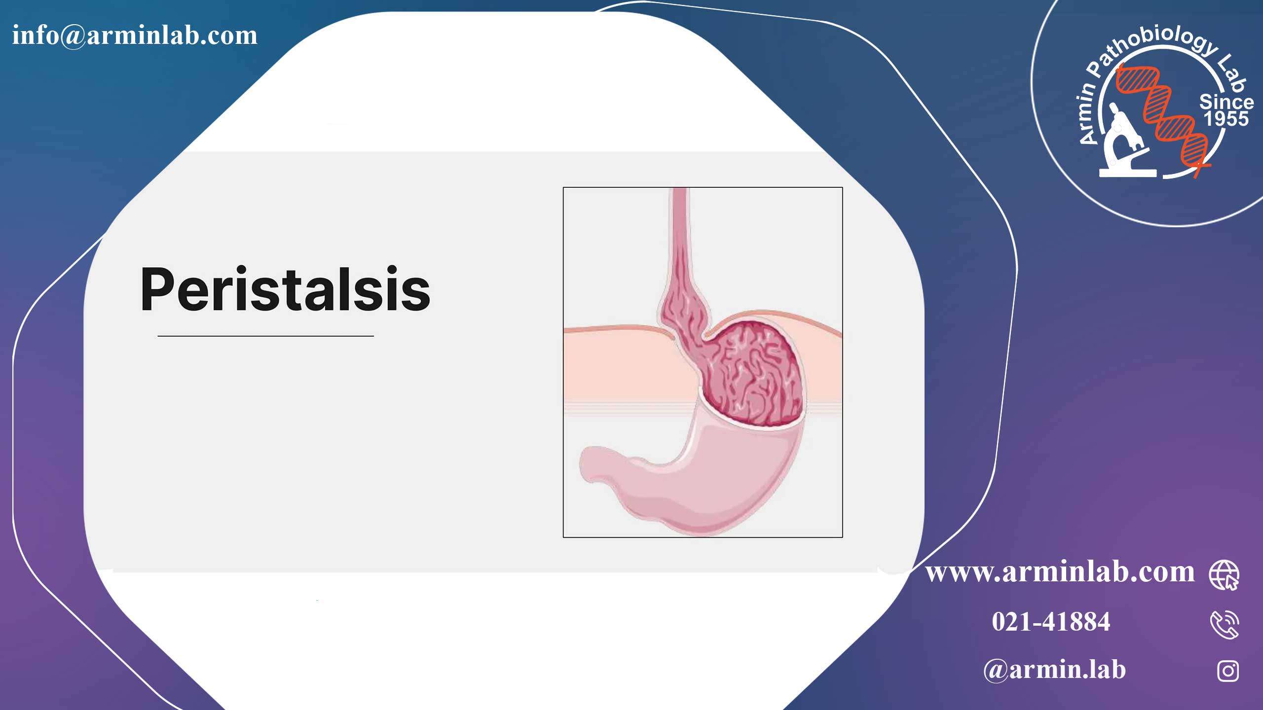 حرکات دودی یا پریستالتیک