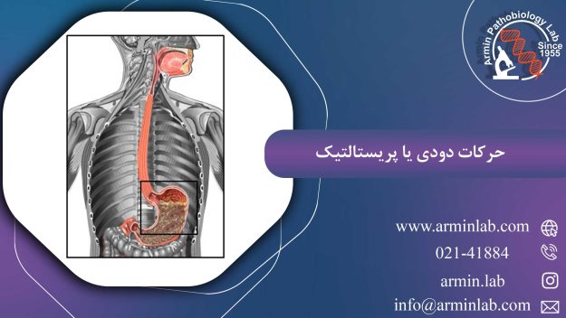 حرکات دودی یا پریستالتیک
