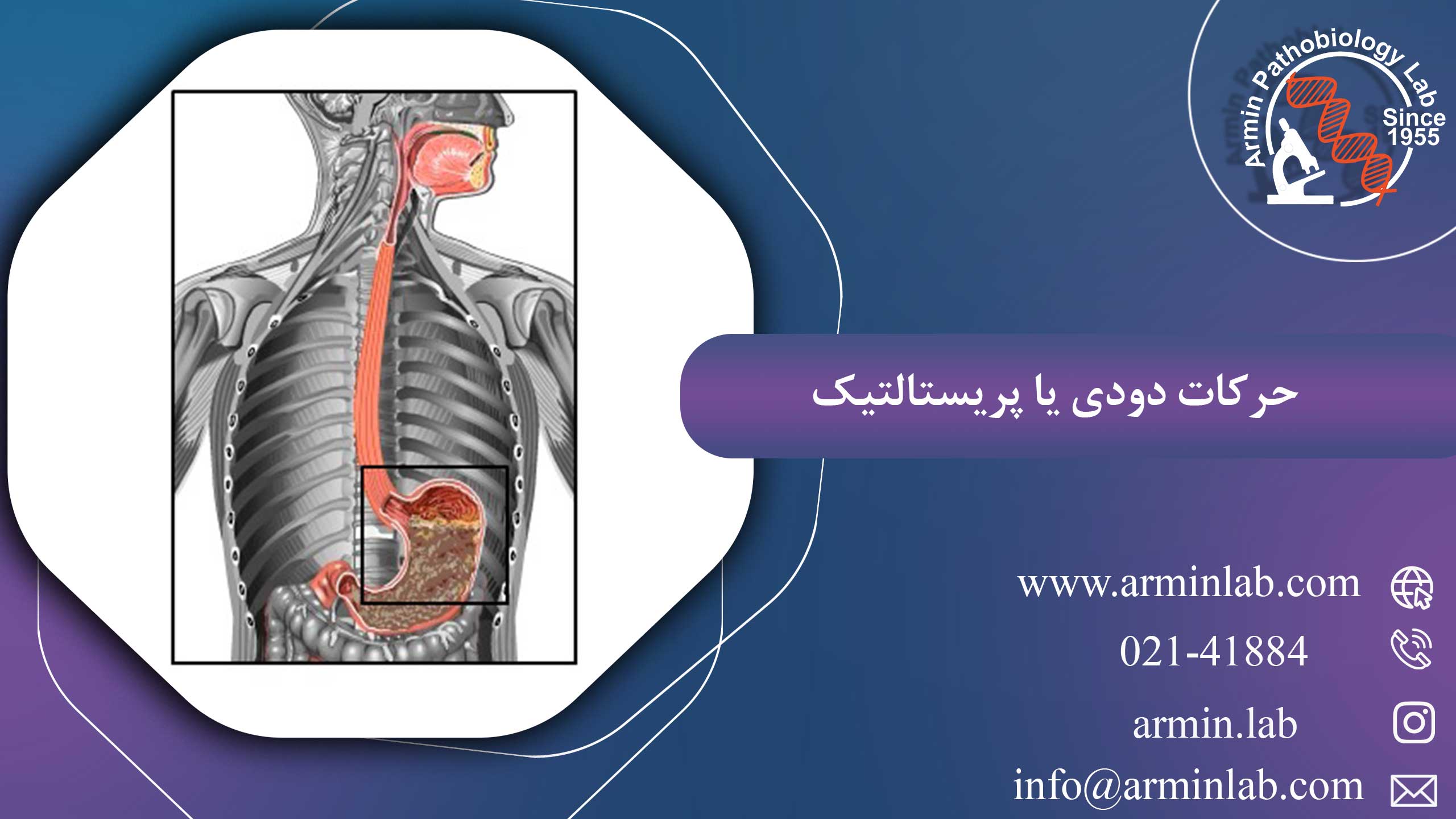 حرکات دودی یا پریستالتیک