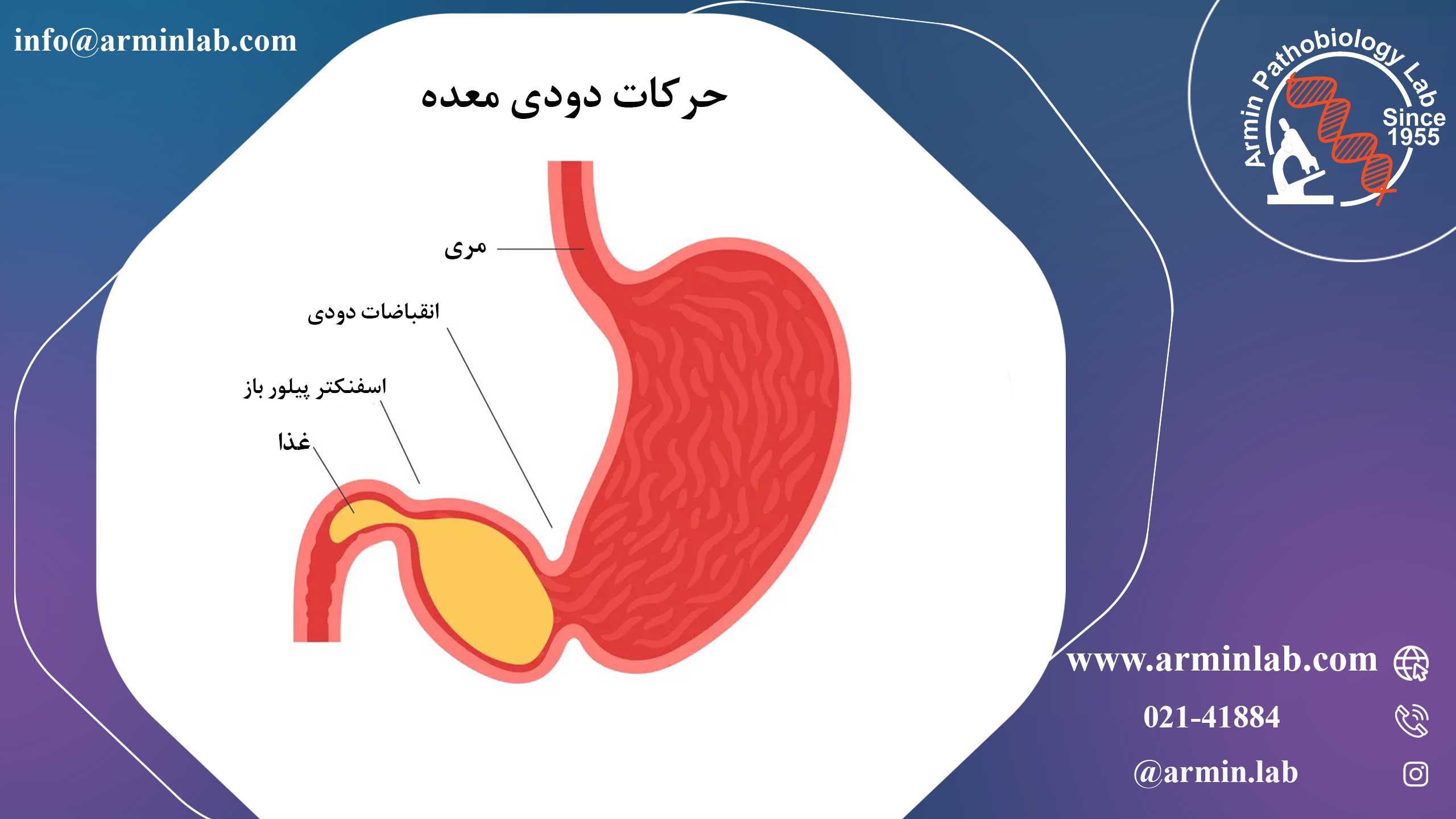 حرکات دودی یا پریستالتیک